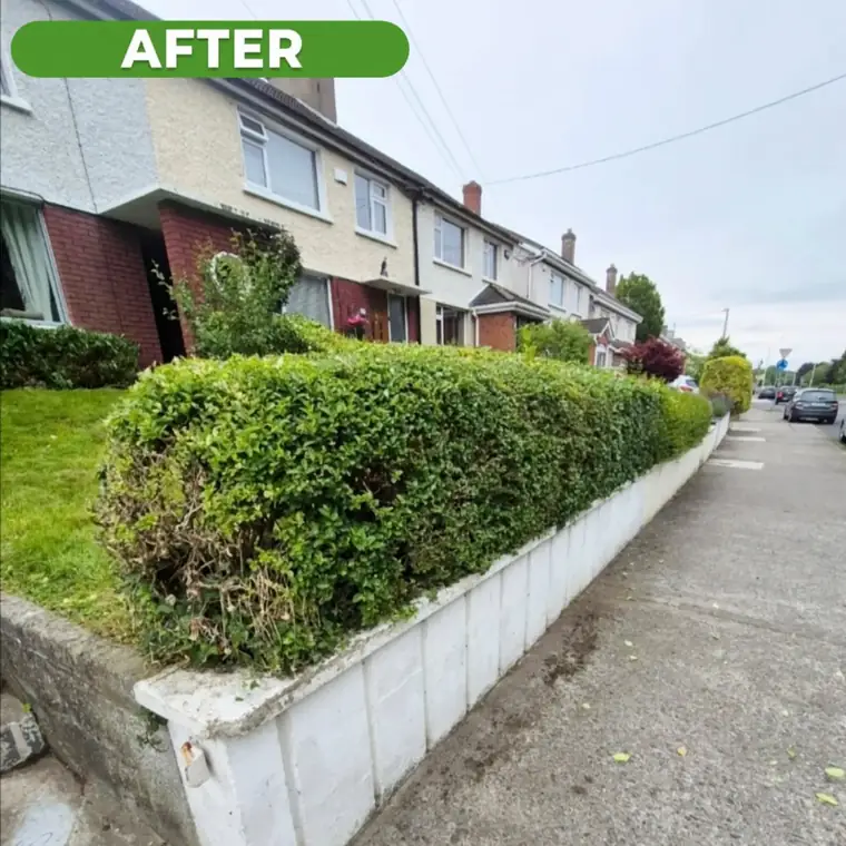 The same front hedge after trimming, cut back level with the wall.
