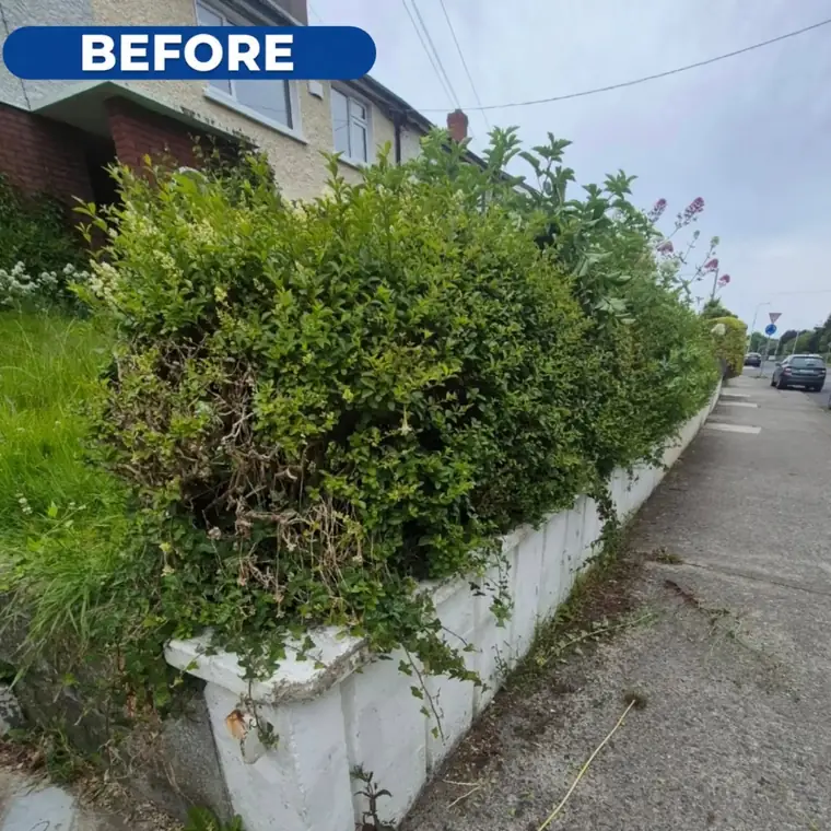 Front hedge before trimming, grown out over the boundary wall.