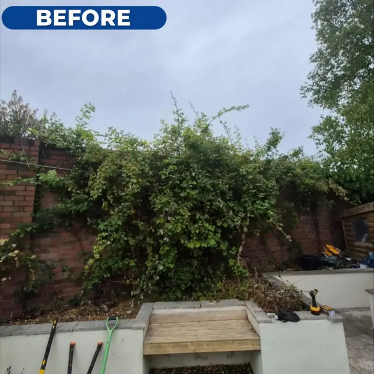 Walled yard before work, overgrown along the raised bed.